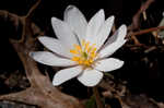 Bloodroot